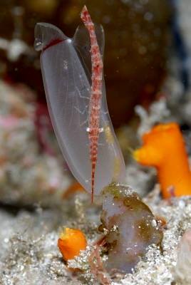 �����@��l